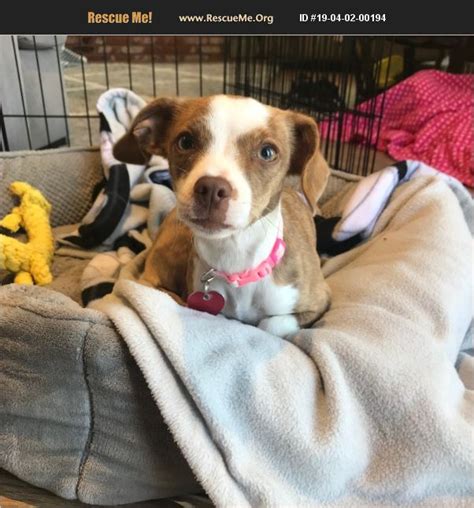 "Chihuahua for adoption in Orange County, CA." - ♥ RESCUE ME! ♥ ۬ « Back to View More Listings. Animal no longer available Visit a different page: California Chihuahua Rescue View other Chihuahuas for adoption. Rescue Me! View 200+ other breeds for adoption..