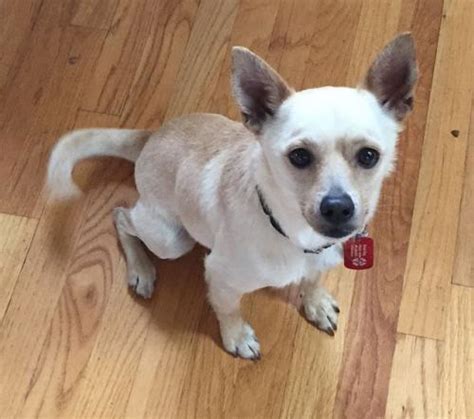 Below are our newest added Chihuahuas available for adoption in Cranston, Rhode Island. To see more adoptable Chihuahuas in Cranston, Rhode Island, use the search …. 
