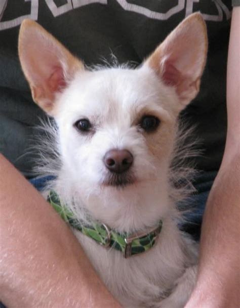Pictures of Elsa a Chihuahua for adoption in Sacramento, CA who needs a loving home.. 