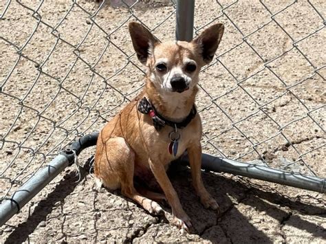 Chihuahua rescue shelters. Chihuahua mix Grant County, Williamstown, KY ID: 24-03-18-00140 Meet Jack Jack a very energetic hyper pup he loves to play and of course pets but unfortunately we can no longer 