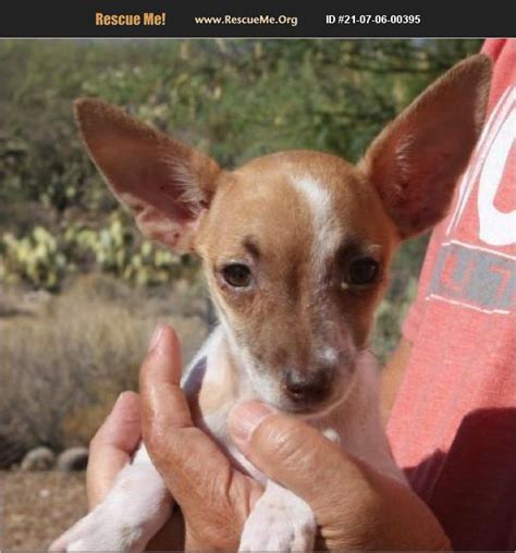 Aug 24, 2023 · "Chihuahua for adoption in Tucson, 