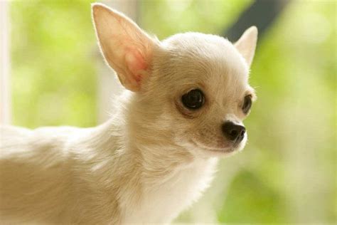Chihuahua sahiplenme ankara