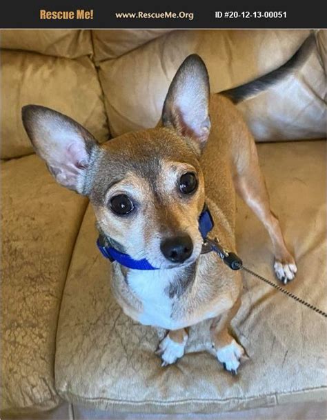 Chihuahua tampa rescue. 13 Feb 2024 ... Moments of desperation turn to happiness for a dog, her babies and the people trying to rescue them. "They found her and they reunited her ... 