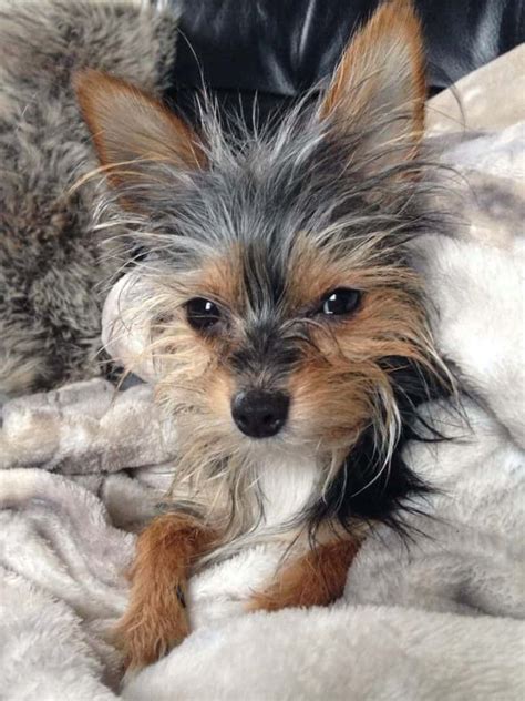 Dec 23, 2019 · As a mixed-breed dog, the Yorkiepoo can