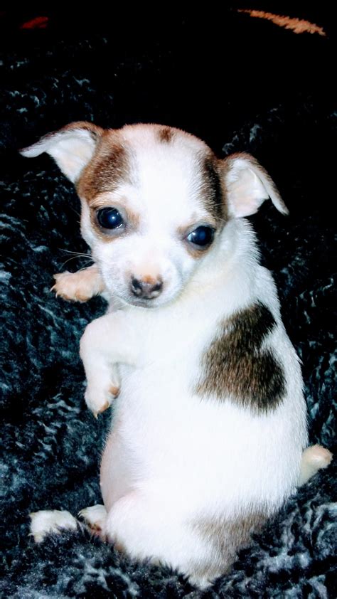 Find Chihuahuas for Sale in Waterloo, IA on Oodle Classifieds. Join millions of people using Oodle to find puppies for adoption, dog and puppy listings, and other pets adoption. ... AKC STUNNING CALICO MERYL FEMALE CHIHUAHUA!!! Exotic Russian bloodlines , longcoat applehead, should mature under 5.5lbs, mom has Exotic UK bloodlines, you wont ...
