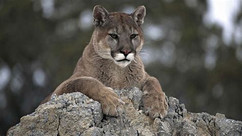 Child, 8, attacked by cougar in Olympic National Park; saved by mother