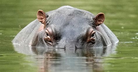 Child dead, 23 missing after hippopotamus capsizes canoe in Malawi