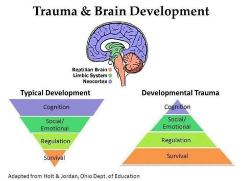 Childhood trauma brain development.  The impact Early-life trauma is de...
