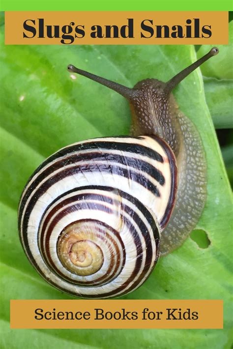 Children’s books about snails – Science Books for Kids