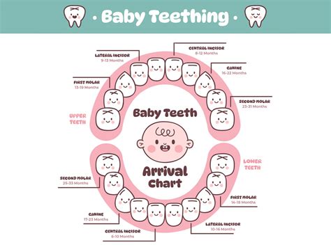 Childrens Teeth Growth Chart