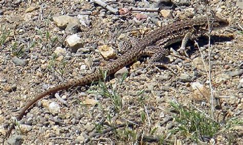 Chile Endemic Reptiles Checklist