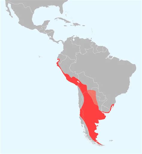RANGE Southwestern South America from Peru south through Uruguay to Tiera Del Fuego. · HABITAT Chilean flamingos live in one of the harshest areas on earth.. 