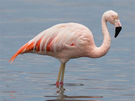 Chilean flamingos hold their beaks upside down and shake their heads to filter food from the water. 300,000. Estimated number in the wild. 30. Days incubating egg. 6. Species of flamingo. Getting to know our flamingos. You can tell the age of the flamingos in our flock by looking at the feathers on their necks. If the feathers are light grey .... 