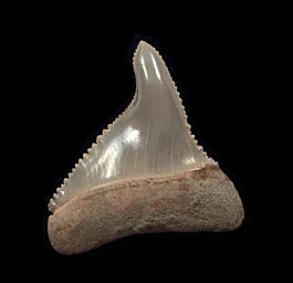 Chilean pathologic Great White shark tooth Buried Treasure Fossils