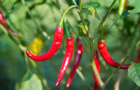 Chiles de arbol. De-Arbol. $ 6.95 – $ 140.95. As one of the most widely grown and used chiles in the world, chile de arbol, or “bird’s beak”, is an essential chile powder for any kitchen. With a 15,000-30,000 Scoville Heat Unit range and a smoky, earthy taste, chile de arbol, like its cayenne pepper cousin, is the perfect additive to any authentic ... 