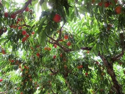 Chiles peach orchard. Things To Know About Chiles peach orchard. 