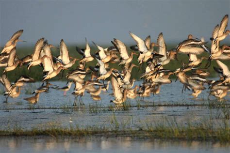 Chilika Wildlife Sanctuary in Orissa Times of India …