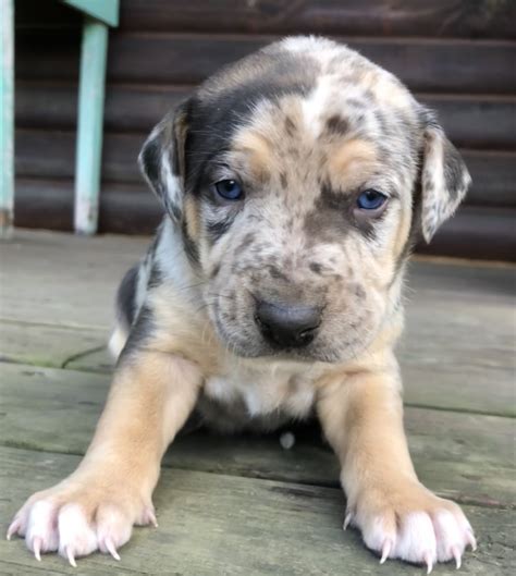 Chillicothe, Ohio Puppies For Sale - PuppiesCute.com