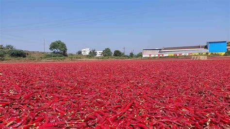 Chillies auction. Things To Know About Chillies auction. 