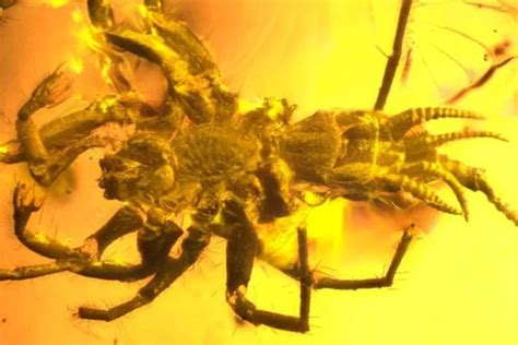 Chimera spiders. With a name drawing inspiration from a mythological hybrid animal, Chimerarachne yingi is a kind of proto-spider, linking primitive crawlers to the eight-legged creatures of today. KU researcher... 