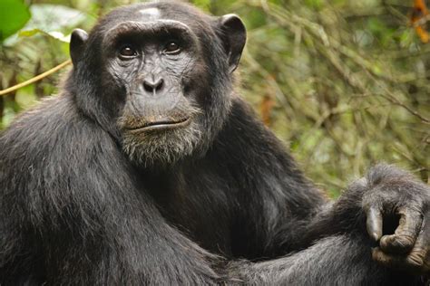 Chimp Onlyfans Leak