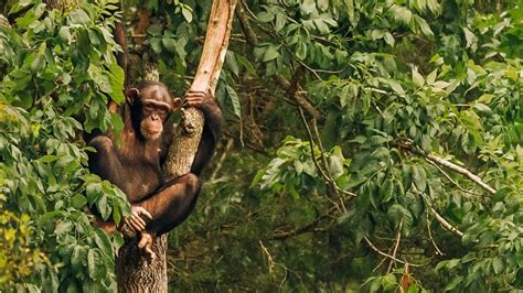 Chimp Haven gives rare glimpse of 'the chimp life'