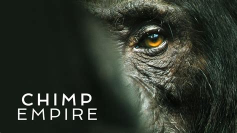 Chimp empire netflix. Release year: 2023. A vast community of chimpanzees thrives in a forest in Uganda, navigating complex social politics, family dynamics and dangerous territory disputes. 1. Paradise. Within the central group of Ngogo chimps, alpha male Jackson faces possible threats to his leadership and mother-of-two Christine educates her new baby. 2. 