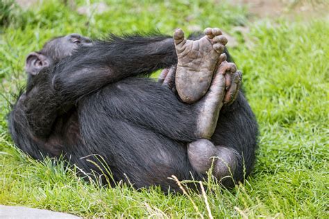 Chimpanze cum shot. .  ...