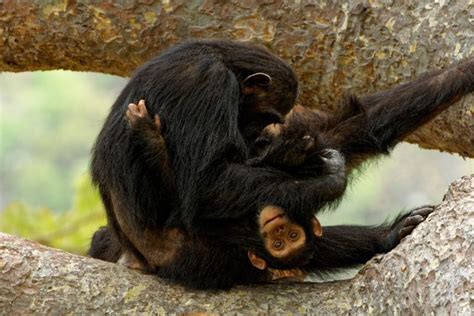 Chimpanzee - Breeding Young People