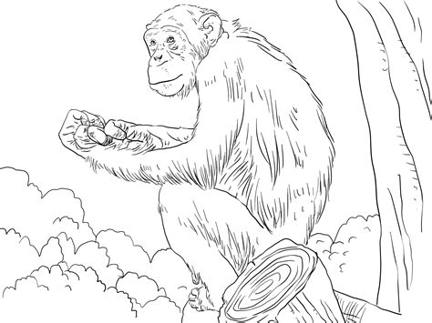 Chimpanzee Coloring