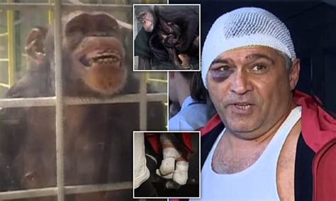 Chimpanzee attacks man over cake. The owner was 70, she's obviously called the friend to help before. The chimp isn't stupid, but has the emotional stability of a toddler. A 200 lb tantrum is going to be a problem. investigators were taking their time with the case to determine what may have provoked Travis to attack Nash. 