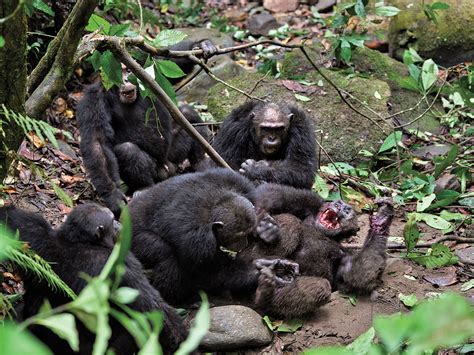 Chimps attacking. Things To Know About Chimps attacking. 