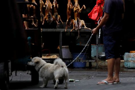 China 'set to ban dog meat' at notorious Yulin festival | The Independent | The Independent