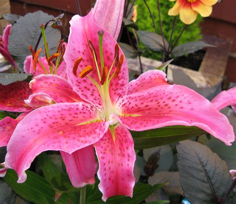 China lily. Things To Know About China lily. 