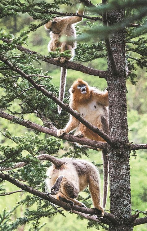 China to improve national wildlife protection - Chinadaily.com.cn