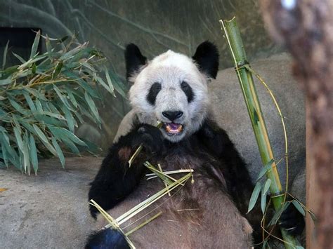 China welcomes Ya Ya the panda home after 20 years abroad