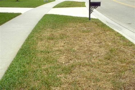 Chinch Bugs - Checking for Chinch Bug Damage in Your Lawn