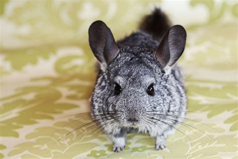 Chinchilla Behavior