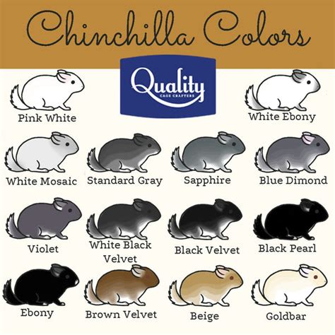 Chinchilla Color Chart