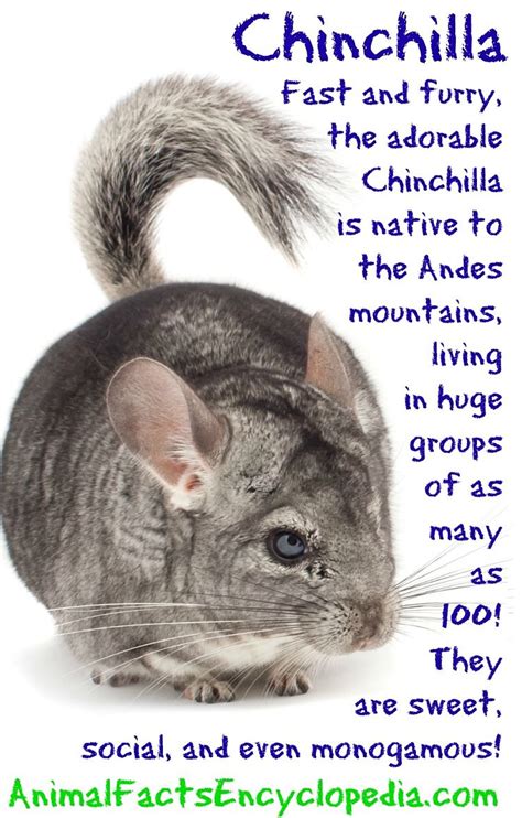 Chinchilla Information Chinchillas