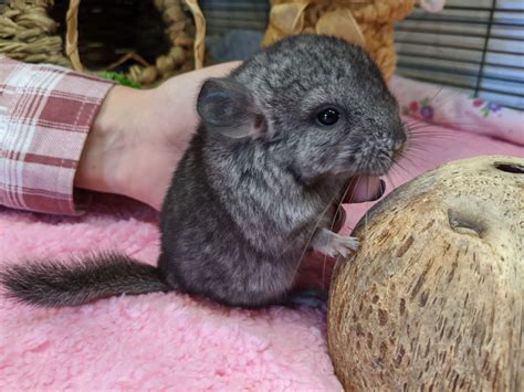 Chinchilla for sale near me. Chinchilla kits for sale. Baby Chinchillas ready to move to her forever homes! 2 standard male kits born May 24th $175 each. 1 violet male kit born May 15 2022 $225 All of our kits are handled daily and exposed to other animals. They both have a wonderful outgoing personality. Parents on premises. 