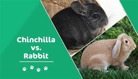 Chinchilla vs. Rabbit: Which Pet Is Best for You? (With Pictures)