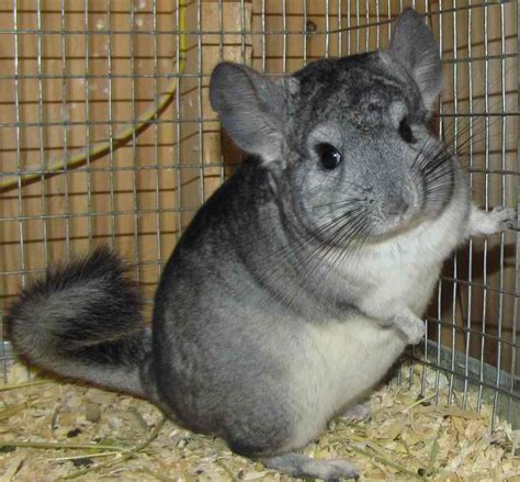 Chinchillas2013 Leaks XXX 💦 180 Pics