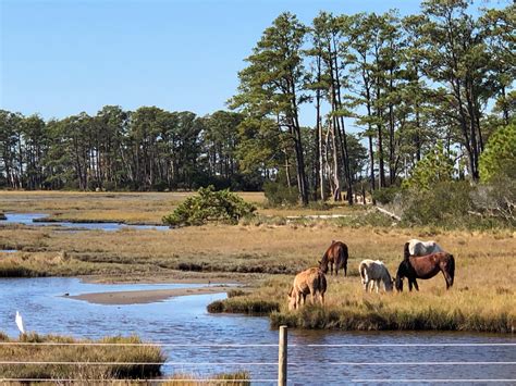 Chincoteague National Wildlife Refuge About Us U.S.