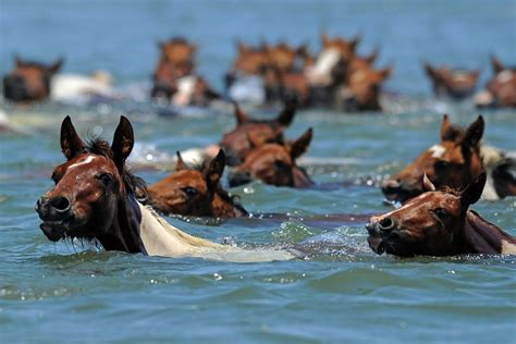 Chincoteague Pony Swim 2023 Dates