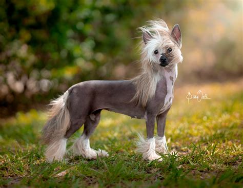 Chinese Crested Breeders - Complete Worldwide List - Paws N Pups