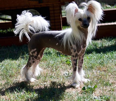 Chinese Crested Dog - Breeders and Kennels - EuroBreeder.com