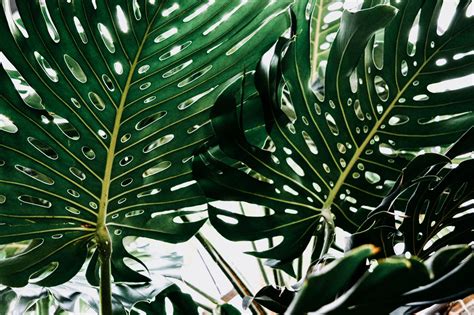 Chinese Evergreen Siam Aurora Plant Care: Your Guide to Thrive