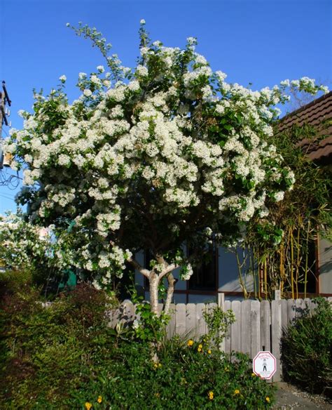 Chinese Fringe Tree - Fragrant Plants - Almost Eden