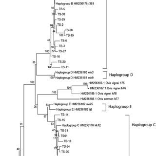 Chinese Tibetan sheep using mtDNA D-loop panel Meta